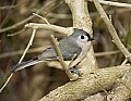 DSC_6596 tufted titmouse.jpg