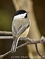 DSC_6608 chickadee.jpg