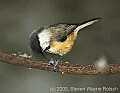 DSC_6623 chickadee breaking seed.jpg