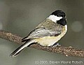 DSC_6627 chickadee.jpg