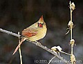 DSC_6652 cardinal female snow.jpg