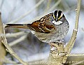 DSC_6654 white-throated sparrow.jpg