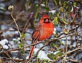 DSC_6670 male cardinal.jpg