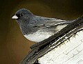 DSC_6703 dark-eyed junco.jpg