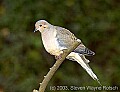 DSC_6718 mourning dove.jpg