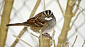 DSC_7053 white-throated sparrow.jpg