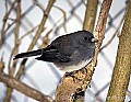 DSC_7088 junco.jpg