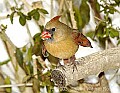 DSC_7106 female cardinal.jpg