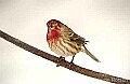 DSC_7116 house finch.jpg