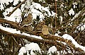 DSC_7122 mourning dove.jpg