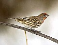 DSC_7123 house finch.jpg