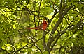 DSC_7914 male cardinal - spring.jpg