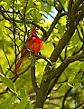 DSC_7915 male cardinal - spring.jpg