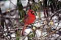 faunaDSC_7060 male cardinal in snow.jpg