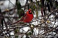 faunaDSC_7061 male cardinal.jpg
