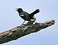 Mississippi River Carp 030 red-winged blackbird.jpg