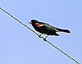 Mississippi River Carp 079 red-winged blackbird.jpg