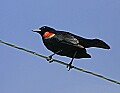 Mississippi River Carp 088 red-winged blackbird.jpg