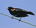 Mississippi River Carp 102 red-winged blackbird.jpg