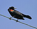 Mississippi River Carp 110 red-winged blackbird.jpg