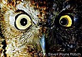 10567-00309 Screech Owl Night and Day.jpg