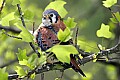 _MG_0088 american kestrel.jpg