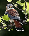 _MG_0126-American Kestrel.jpg