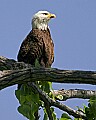 _MG_2467 bald eagle.jpg