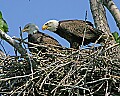 _MG_2807 alton illinois eagle nest.jpg