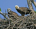 _MG_2823 alton eagles nest.jpg