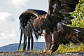 _MG_3355 golden eagle landing.jpg