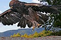 _MG_3361 golden eagle landing.jpg