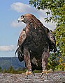 _MG_3362 golden eagle on branch.jpg