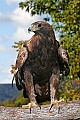 _MG_3364 golden eagle.jpg