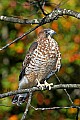 _MG_3385 broad winged hawk.jpg