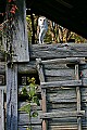 _MG_3440 barn owl in barn.jpg