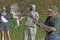 _MG_4001 ron perrone red tailed hawk release.jpg
