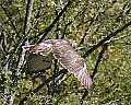 _MG_4009 red tailed hawk release.jpg