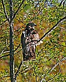 _MG_4026 released red-tailed hawk.jpg