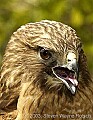 DSC_0018 sharp-shinned hawk.jpg