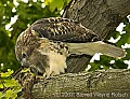 DSC_0462 hawk with squirrel tail.jpg