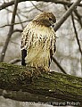 DSC_6087 hawk eye.jpg