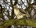 DSC_6104 hawk on branch.jpg