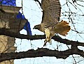 DSC_6109 red-tailed hawk in flight.jpg