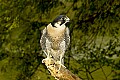 DSC_6299 peregrine falcon.jpg