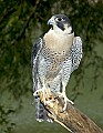 DSC_6303 peregrine falcon.jpg