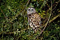 DSC_6341 barred owl.jpg