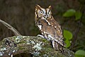 DSC_6385 rufous screech owl.jpg