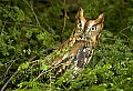 DSC_6413 rufous screech owl 13x19.jpg