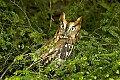 DSC_6413 rufous screech owl.jpg